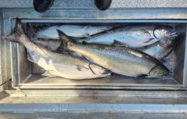 Columbia River forecast above 10 year average for Chinook salmon