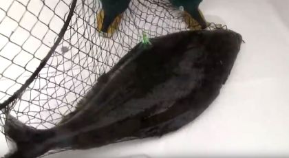 60lb Halibut trolling off Vancouver Island