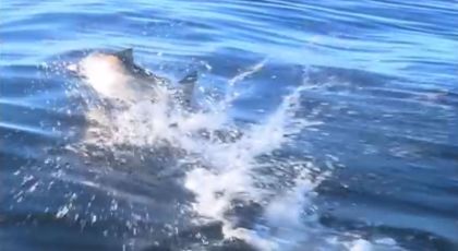 Incredible Chinook salmon action shots!