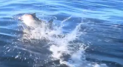 Incredible Chinook salmon action shots!