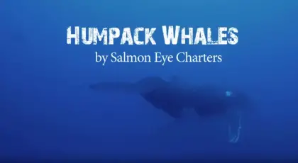 Humpback Whales from Ucluelet and Tofino BC