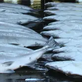 Eugene Jansak, Colorado