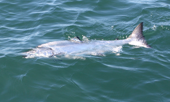 25 lb Chinook release July 12, 2008