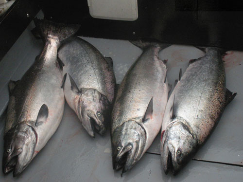 4 Chinook 30-42 lbs Aug 20, 2009