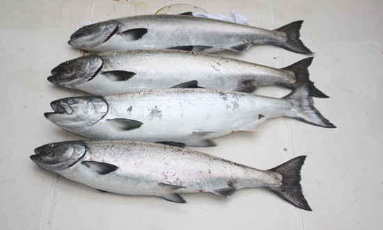 4 Chinook after 1 hour's personal fishing June 14, 2009