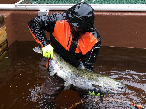 Choosing a ripe Chinook